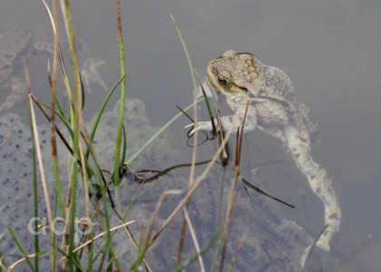 Common Toad (Bufo bufo)  Alan Prowse